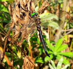 Somatochlora arctica