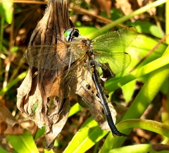 Somatochlora arctica
