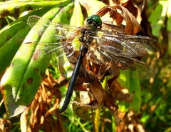 Somatochlora arctica