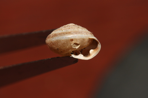 Perforatella bidentata