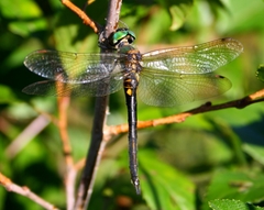 Somatochlora arctica