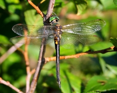 Somatochlora arctica