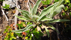 Centaurea uniflora