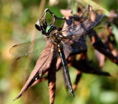 Somatochlora arctica