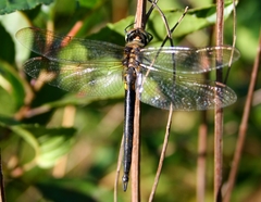 Somatochlora arctica