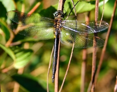Somatochlora arctica