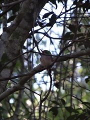 Todus multicolor