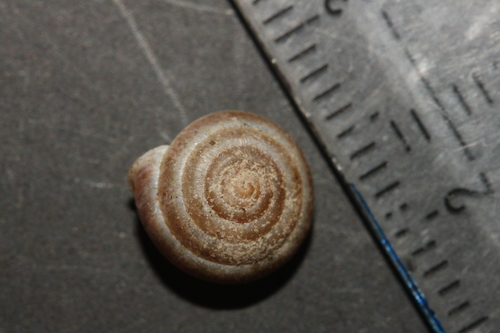 Perforatella bidentata