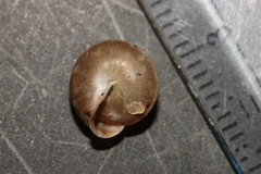 Perforatella bidentata