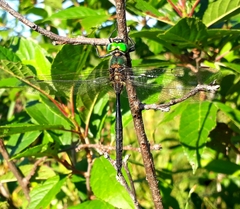 Somatochlora arctica