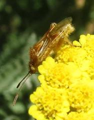 Stictopleurus scutellaris