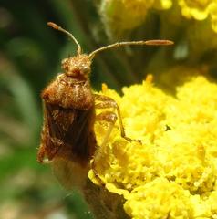 Stictopleurus scutellaris