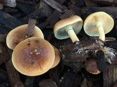 Pholiota spumosa