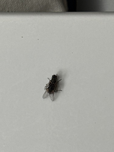 Unknown species found near Blue Ridge Rd, Raleigh, NC, US