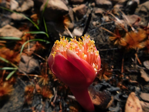 Haemanthus sanguineus