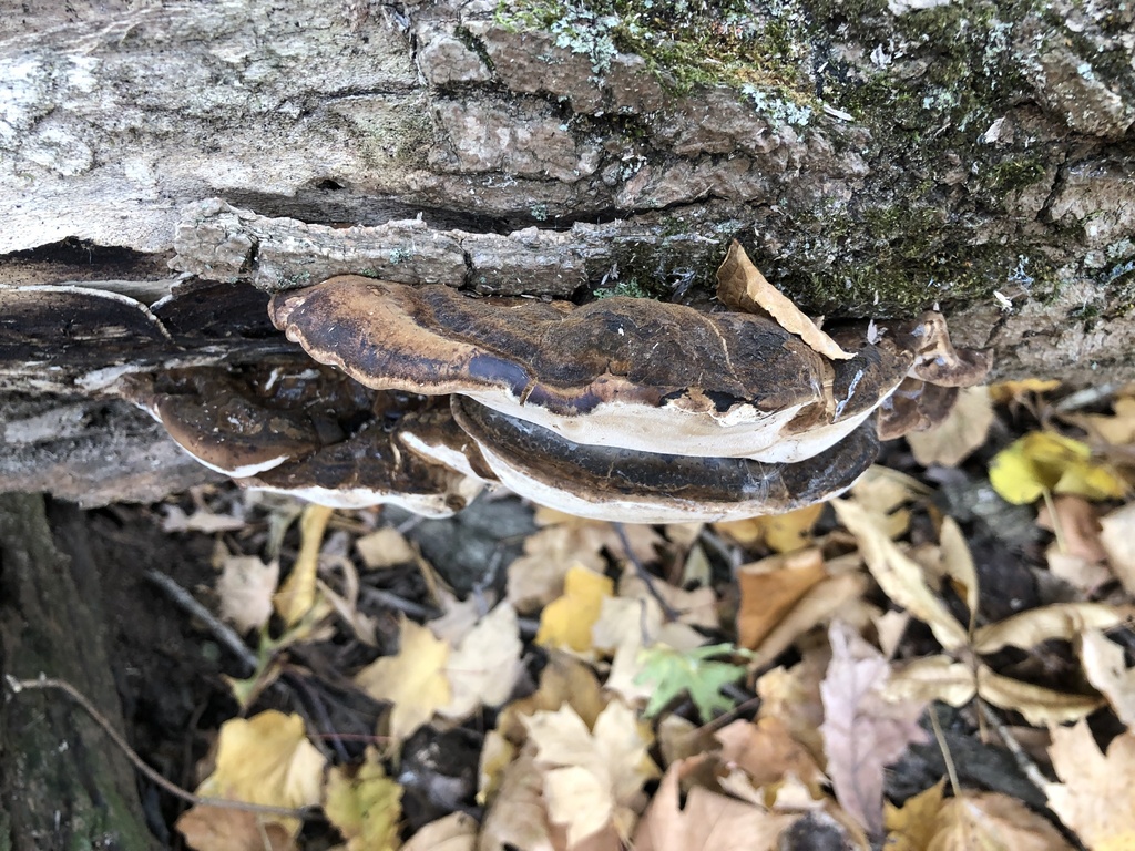 Ischnoderma resinosum · November 2025 · photo: © y_liu_math (iNaturalist, cc-by)