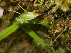 Pterostylis irsoniana