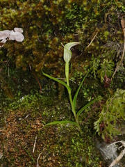 Pterostylis irsoniana