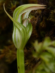 Pterostylis irsoniana