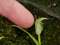 Pterostylis irsoniana
