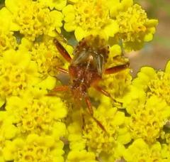 Stictopleurus scutellaris