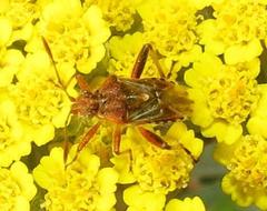 Stictopleurus scutellaris