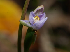 Thelymitra intermedia