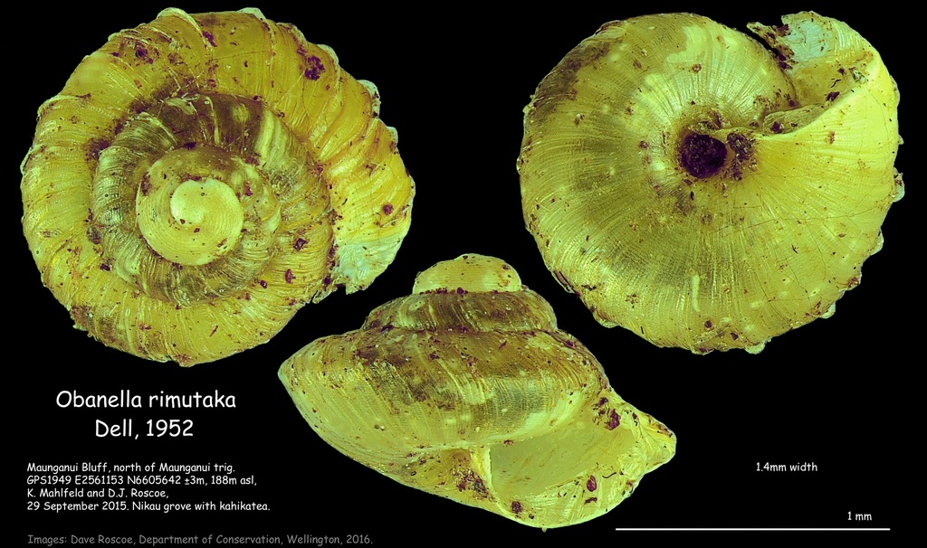 Obanella
