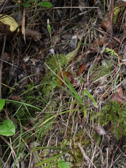 Thelymitra intermedia