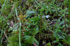 Anemonastrum tenuicaule