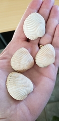 Lunarca ovalis