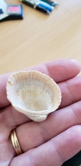 Lunarca ovalis