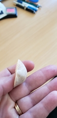 Lunarca ovalis