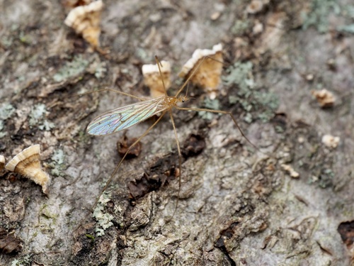 Unknown species found near Plantation Rd, Blacksburg, VA, US