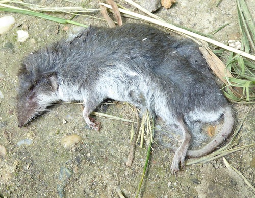 Bicolored Shrew