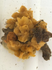 Halichondria bowerbanki