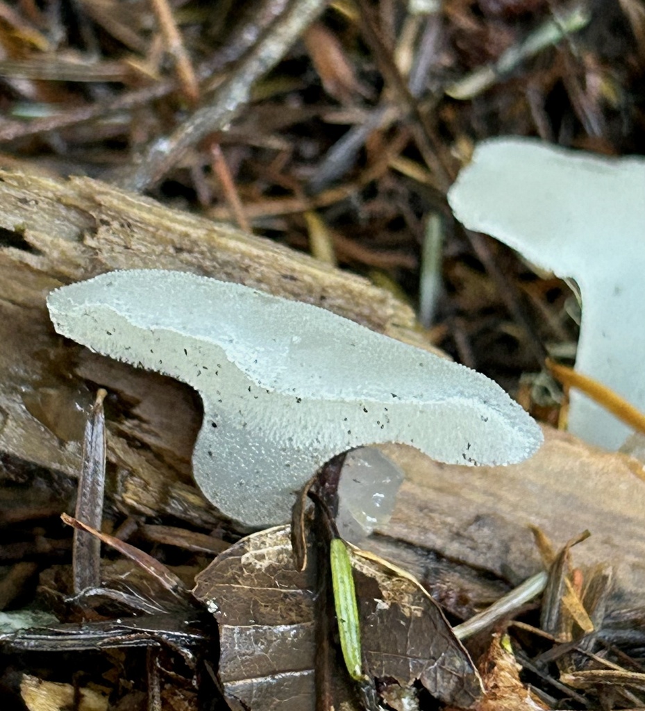 Pseudohydnum gelatinosum · November 2025 · photo: © wordjourneys (iNaturalist, cc-by-sa)