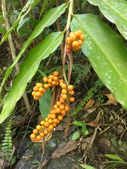 Alpinia flabellata