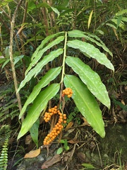 Alpinia flabellata