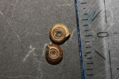 Bathyomphalus contortus
