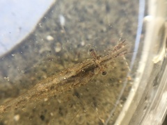 Palaemon macrodactylus