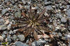 Plantago triandra