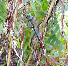 Somatochlora graeseri graeseri