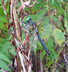 Somatochlora graeseri graeseri