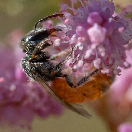 Lasioglossum kunzei