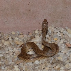 Madagascarophis colubrinus