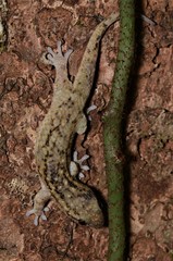 Geckolepis