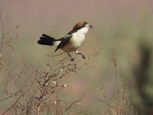Woodchat Shrike