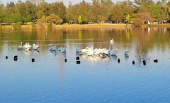 Pelecanus erythrorhynchos