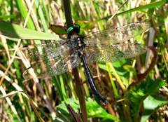 Somatochlora graeseri graeseri